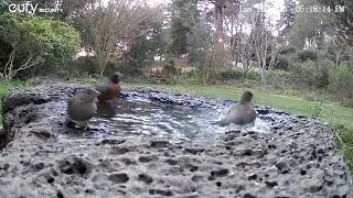 Busy Birdbath 