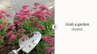 The Secret to Propagating Sedum Autumn Joy