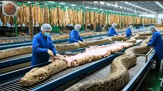 Inside a Modern Snake-Leather Factory | From Raw Skin to Luxury Leather (Full Process in 18min)
