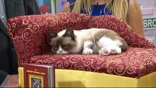 Tard the Grumpy Cat Celebrates 'Guide to Life' With Search for Grumpytown, USA