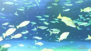 Sunshine Aquarium - Tokyo, Japan | サンシャイン水族館 - 東京、日本