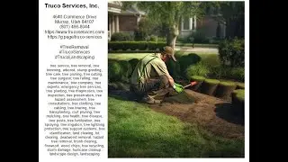 Palm Tree Pruning Near Me - Tree Services - Truco