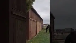The horses have become immediately spoiled on fresh green spring grass