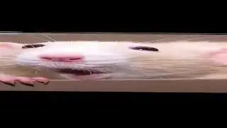 The Ratster