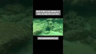 BILGE-B-DRY Dry Bilge System is your solution to a clean, dry bilge after your dive!