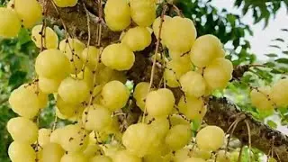 Amla gooseberry for arthritis, flu and diabetes