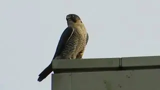 Peregrine Falcon Warning Calls To Eagle & Red-Tail Hawk