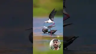 Black-winged stilt