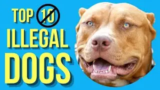 Top 10 Most Illegal Dogs in the World