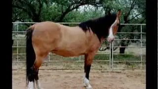 Horse Sanctuary Trailer Book Release Date 03/26/13 by Rizzoli Publications