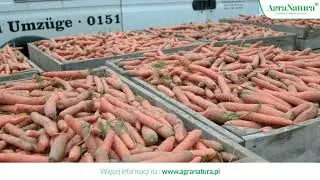 Marchew wysiewana w lipcu. Jak kwasy humusowe naturalnie wspierają uprawę w trudnych warunkach.