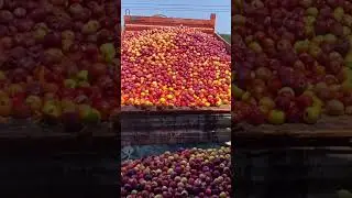 Summer apples 🍏 🍎