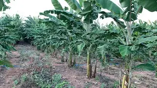 BANANA MAÇÃ PRINCESA