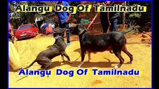 Alangu Dog of Tamilnadu | Alangu Descendant|அலங்கு நாய் இனம்