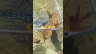 Kala Rahu Live Fishing Video #fishing #livefishing #kalarahu #rahu #katla