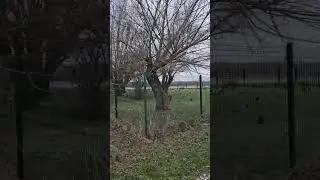 O gawronach w Kazimierzu Dolnym