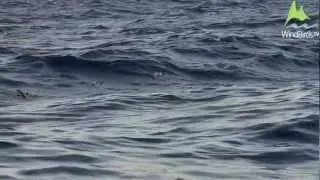 Madeiran Storm Petrel (Oceanodroma castro), Madeira Pelagics