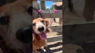 Samson at the farm!💗 #funny #dog #cute