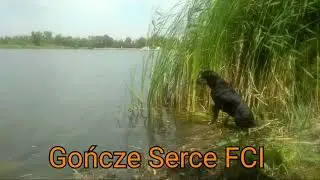 Gończe Serce FCI - Polish Hunting Dog - Hodowla Ps&oacute;w Rasy Gończy Polski
