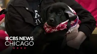 PAWS Chicago hosting annual Holiday Adopt-a-Thon
