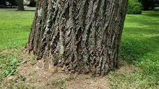 Hazard tree assessment large tulip root plate lifted