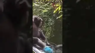 How These Monkeys Are Cleaning Car And Enjoying Car Ride