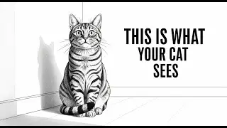 The Shocking Truth About How Your Cat REALLY Sees You – Mind-Blowing Feline Perception Revealed