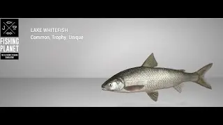 Fishing Planet - White Moose Lake - Unique - Lake Whitefish - Spin