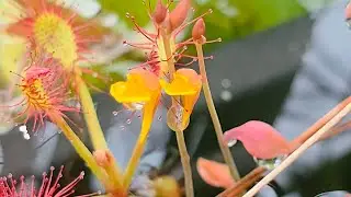 PLANTA CARN&Iacute;VORA AQU&Aacute;TICA | UTRICULARIA SUBULATA