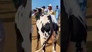 MudasserVideoDhokpehla  #CowMandi2025 #BakraEid #AnimalsLovers #DesiBull #EidSpecial #FatehJangBulls