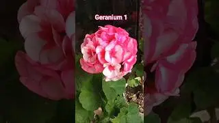 Geranium Flower | Part 1 | Gardening Ideas  #flowers #garden #geranium