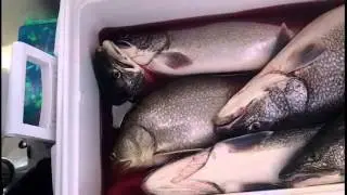 Tip#2 on Late Spring Fishing Lake Trout - Bill Saiff & Saiff Charter Team