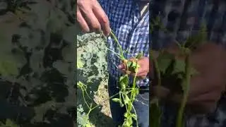 Chayotillo  #uaemex #malezas #agricultura