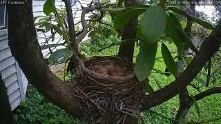 Robin Nest Live Stream Highlight - Big yawn
