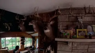 Buck Mounts & some barebow no cam