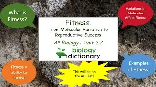 Fitness: From Molecular Variation to Reproductive Success | AP Biology 3.7