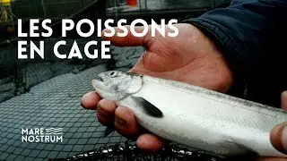 &Eacute;levage intensif de poissons, alimentation et conservation : La mer en cage - Arvor - reportage