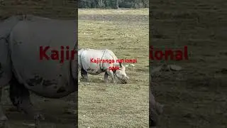 Kaziranga National Park Wildlife&rdquo; #minivlog #shortvideo #funny #shortvideoformat
