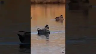 Varmı bu yıl karılaşan ? #food #hunting #ytdayibenionecikarnolur #shortvideo #automobile #puppy #쩐다