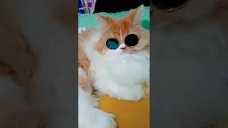 এই তুই কয়টা রুটি খাবি 🍞🍞 #youtube #shorts #trending #viral #funny #cat #comedy #cuteanimal #cutecat