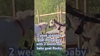 cutest ever bonding moment between baby goat siblings #goat #cutebabygoat #goatday #goatlings