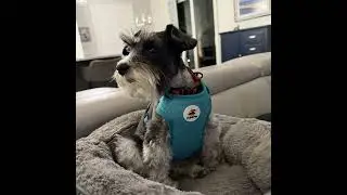 Healing Power of PEMF Therapy for Pets