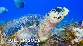 Diving Into A Forbidden Underwater Kingdom | Great Blue Wild 104
