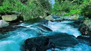 Flowing Mountain Stream Sounds, Forest River Calm Water, Sleep
