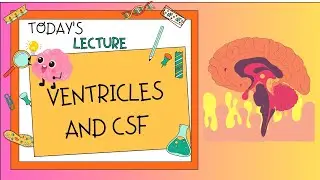 Ventricles of brain |  Cerebrospinal Fluid | CSF | 10th Class Biology in Urdu ,Hindi