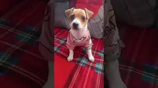 Ждёт свою хозяйку скучает😔