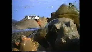 "Nibble"