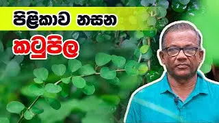 පිළිකාව නසන කටුපිල | Katupila | Ceylon Agri | Episode&nbsp;386