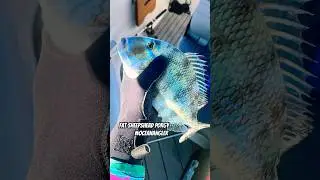 Fat Sheepshead Porgy Catch Subscribe 4 more fishing content #fishing #porgy #sheepshead #florida