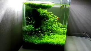 Dennerle Nano Cube 30L